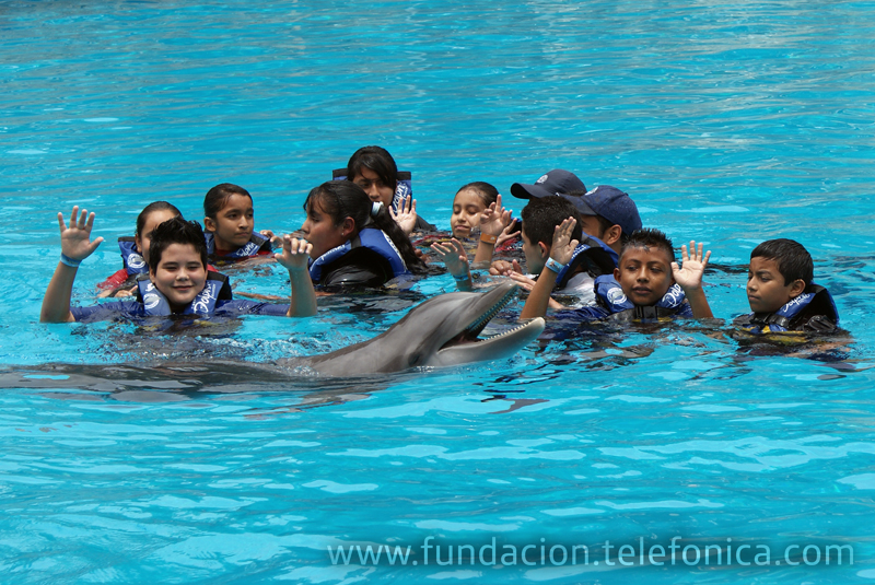 Natación con delfines en Six Flags.