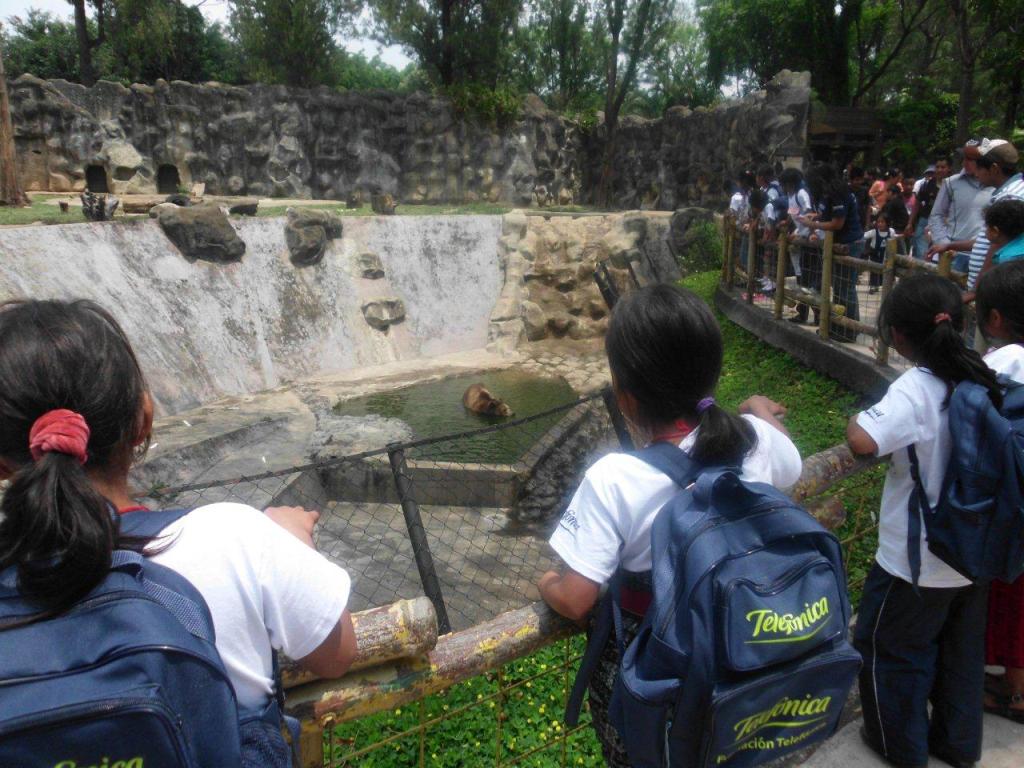 Los niños disfrutaron del baño de los osos
